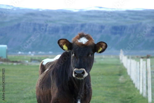 Icelandic cow  © Michaela