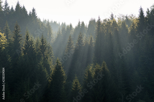 Fototapeta Naklejka Na Ścianę i Meble -  The sun rays in the haze fall through the branches of green firs and pines