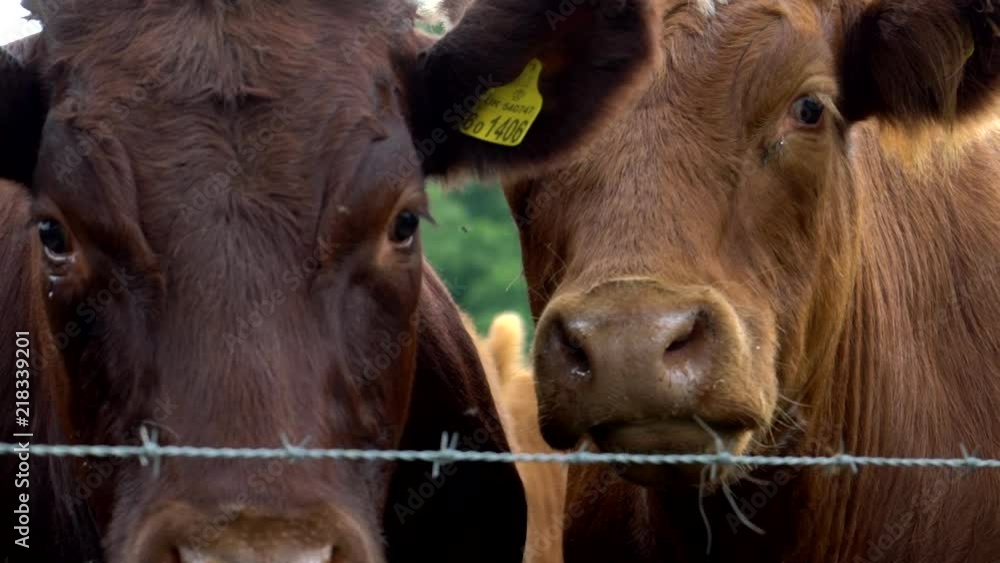 some cows in a field in Scotland, United Kingdom Britain. wild cows filmed in 4k slow motion for a cinematic piece of work. animals in a field. some cows in a field in Scotland, United Kingdom Britain. wild cows filmed in 4k slow motion for a cinematic piece of work. animals in a field.