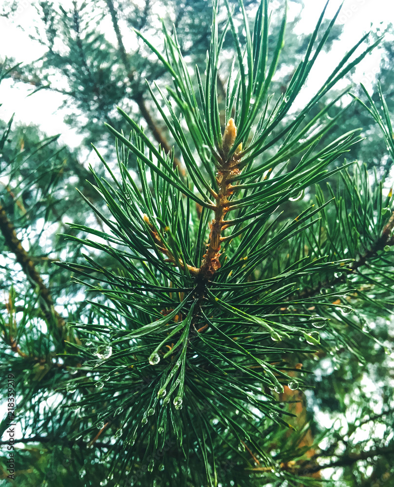 Wet green pine tree brunches with needles closeup. Green spruce after rain in the wood. Pine tee texture background. Wet green pine tree brunches with needles closeup. Green spruce after rain in the wood. Pine tee texture background.