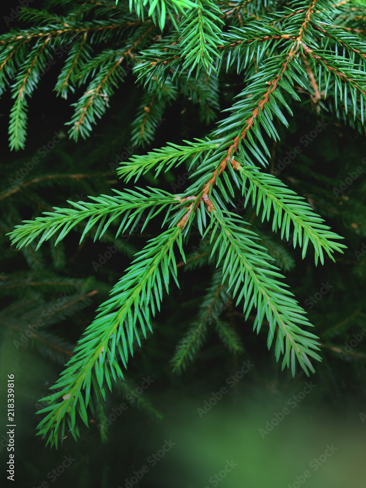 Green pine tree brunches with needles closeup. Green spruce after rain in the wood. Pine tee texture background.