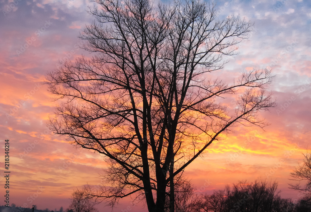 Black silhouette of the tree in dusk opposite colorful sunset