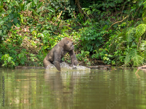 Gorilla in Gabon Endangered eastern gorilla in the beauty of african jungle  Gorilla gorilla 