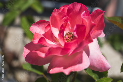 Pink flower among leaves on a sunny day