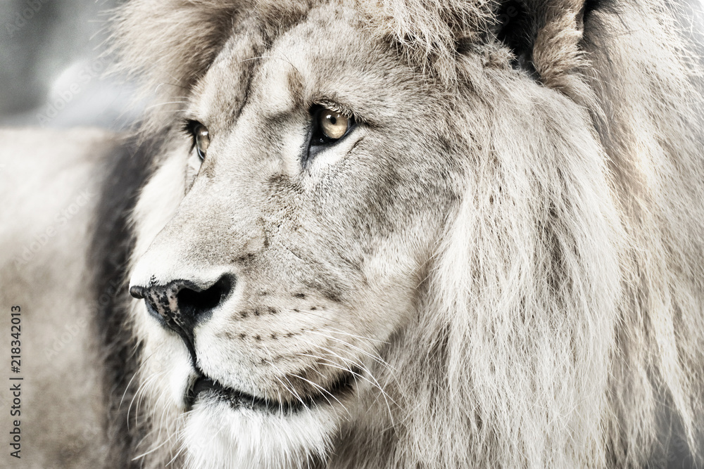 Fototapeta premium Lew. Portait lion w białych światłach
