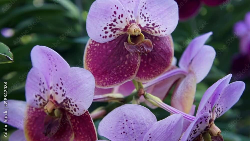Purple and violet orchids in Chiang Mai Province, Thailand. Purple and violet orchids in Chiang Mai Province, Thailand.