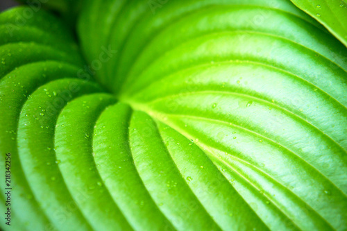 one large tropical green leaf close-up after a summer rain, drops on a sheet, texture wavy sheet