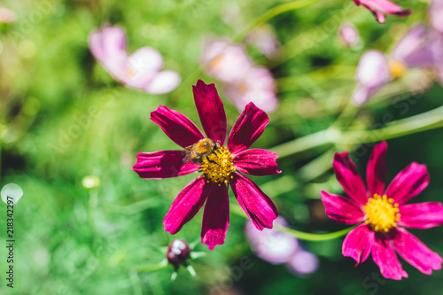 Pink cosmos flower  Cosmos Bipinnatus  with blurred background