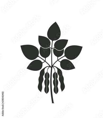 Soybean plant. Isolated soybean on white background