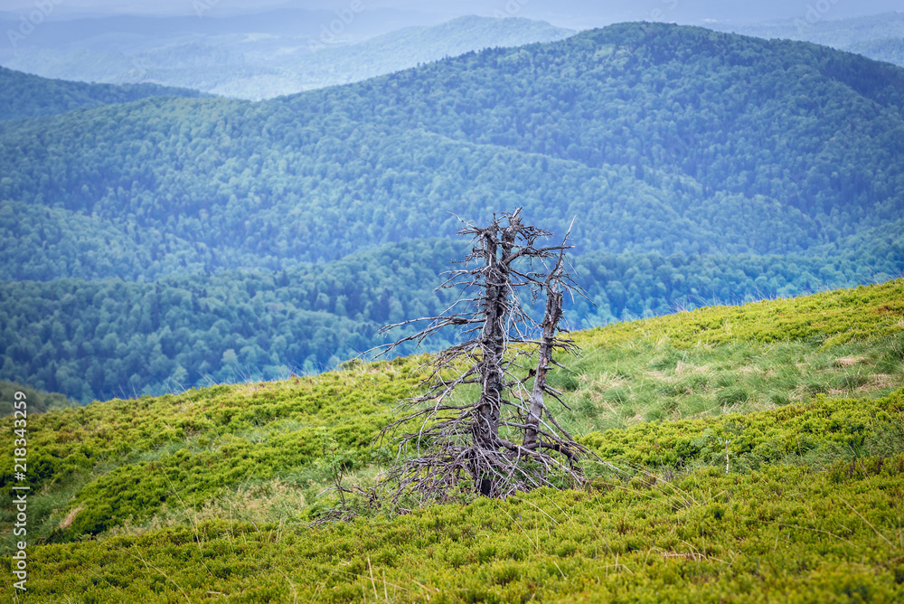 Fototapeta premium View from Wetlina hiking trail in Bieszczady National Park in Poland
