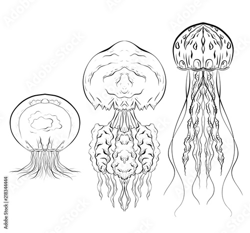 Set of contour black and white illustrations of jellyfishes. The object is separate from the background. Linear illustration for printing on T-shirts, covers, sketches of tattoos and your design.