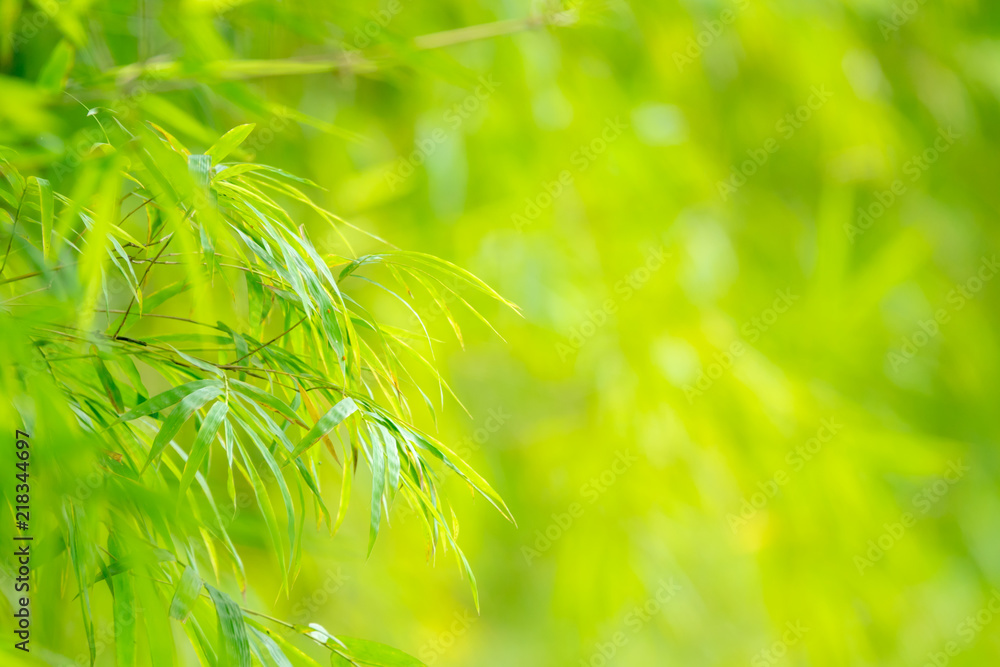 Closeup green bamboo with grenery background and copy space for text. Closeup green bamboo with grenery background and copy space for text.