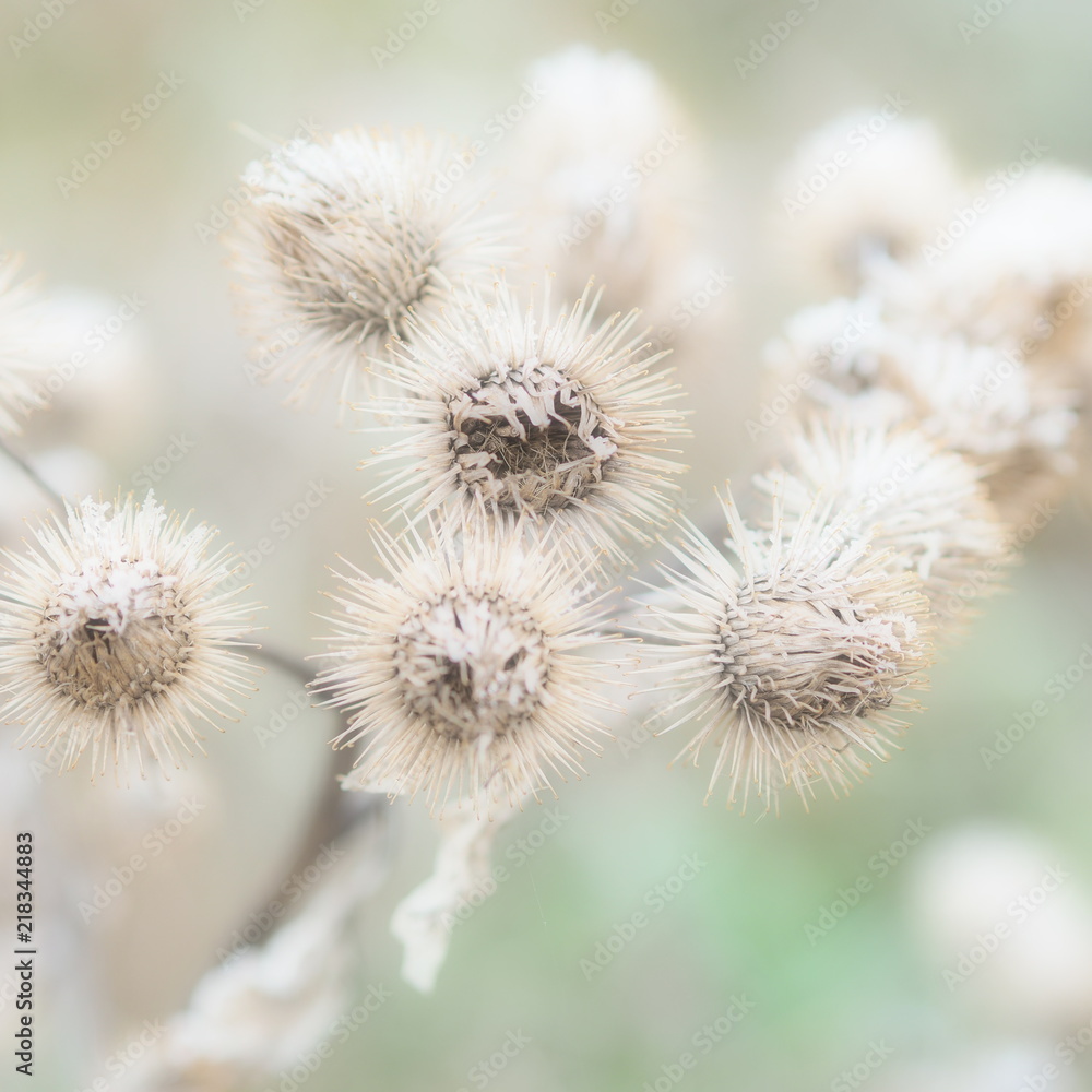 Distel Distel