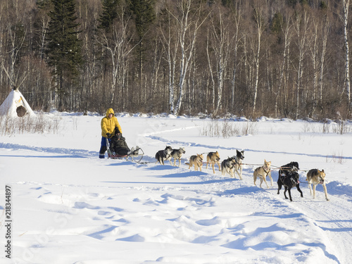 one traditional travel on the snow field by using dog dragging slate.