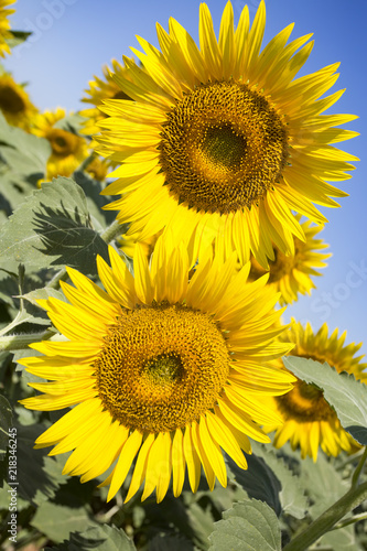 Sunflower field