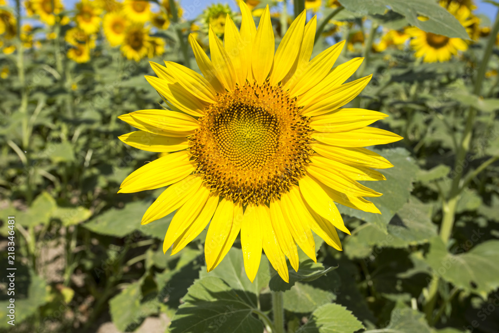 Sunflower field Sunflower field