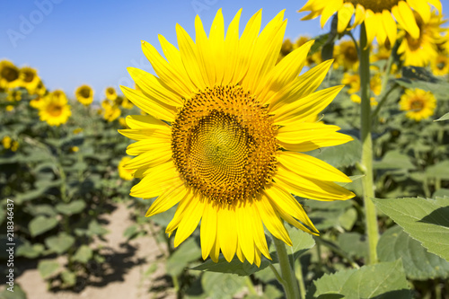 Sunflower field