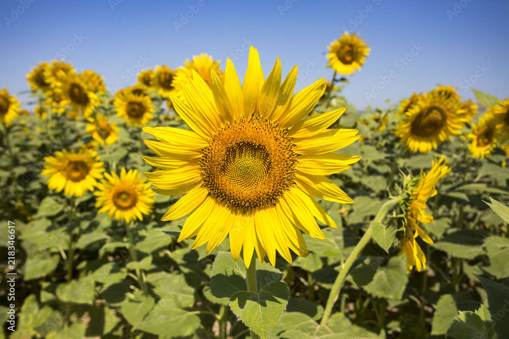 Sunflower field