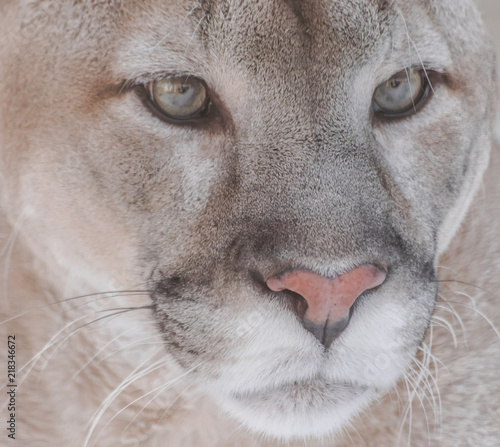  North American cougar face portrait (Puma concolor couguar)