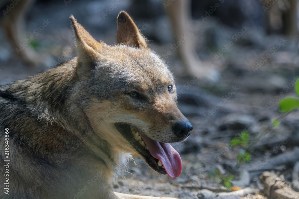 Obraz premium Loup en gros plan