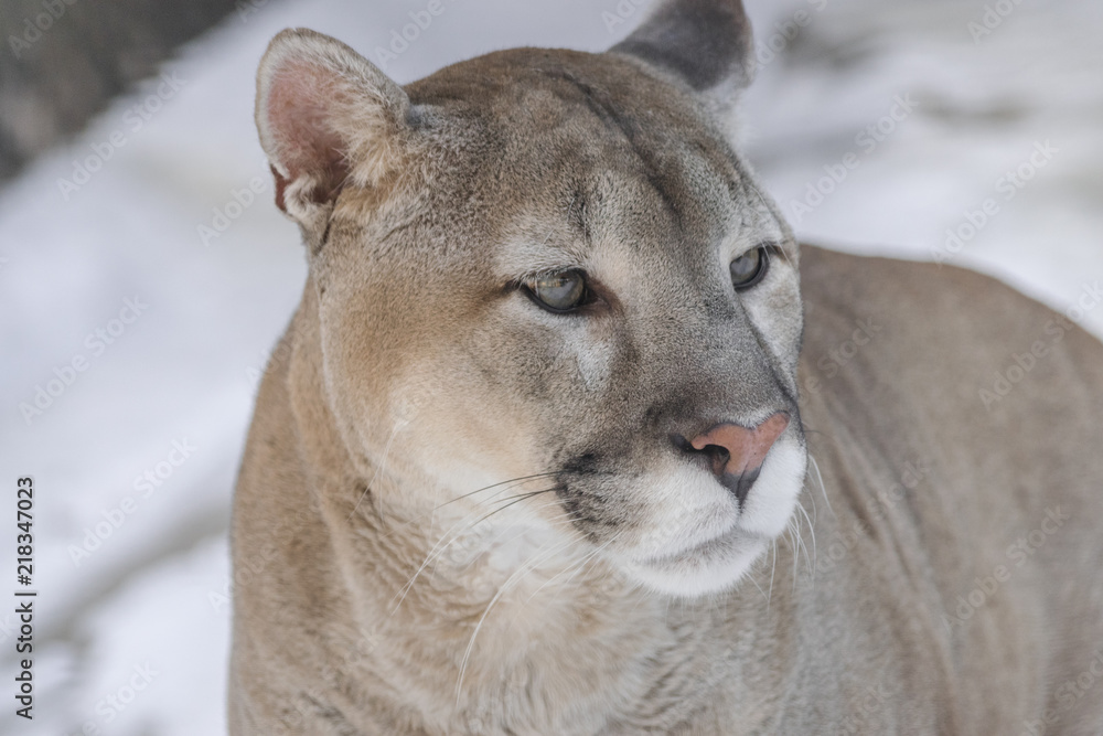 mordaz Miedo a morir hielo North American cougar portrait looking to the right (Puma concolor couguar)  Stock Photo | Adobe Stock