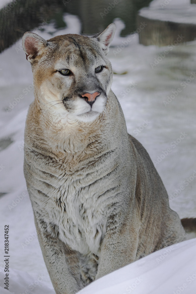 North American cougar sitting very calm (Puma concolor couguar) Stock Photo  | Adobe Stock