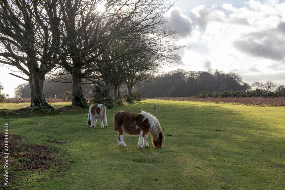 Dartmoor ponies grazing on moorland Dartmoor ponies grazing on moorland