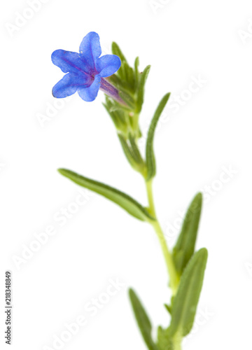 Flora of Cantabria - Lithodora diffusa photo