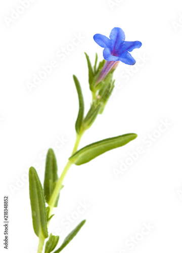Fototapeta Naklejka Na Ścianę i Meble -  Flora of Cantabria - Lithodora diffusa