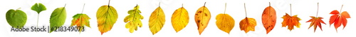 Farbgradient grün nach rot Herbstblätter Herbst Laub freigestellt