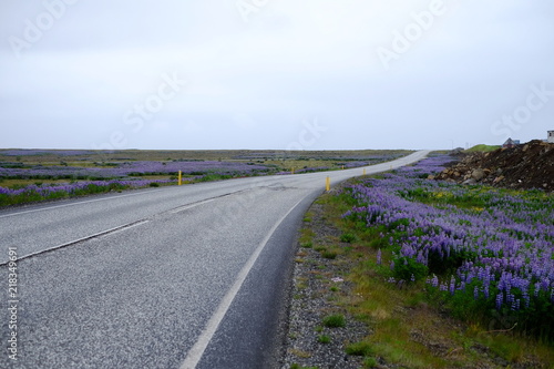 Road and flowers in Iceland