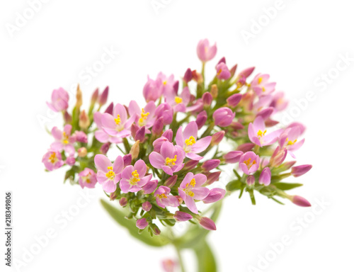 Tableau sur toile Centaurium erythraea , common centaury
