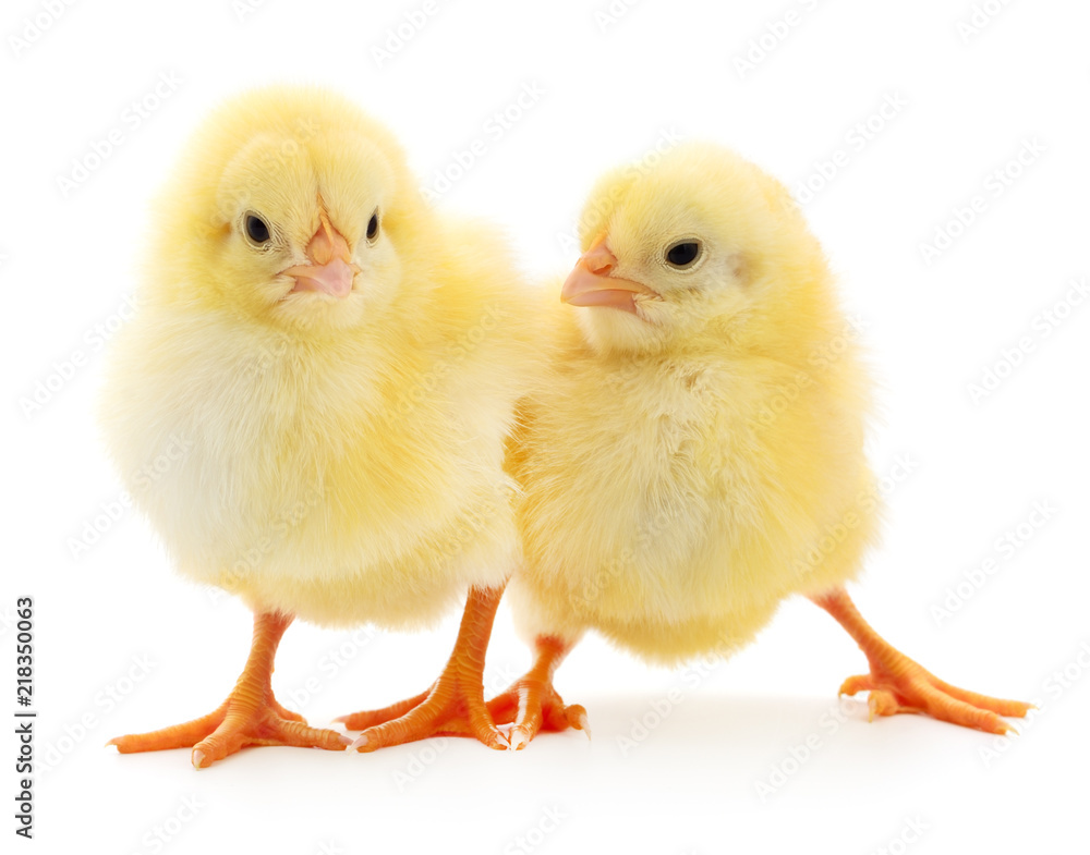 Two yellow chickens.