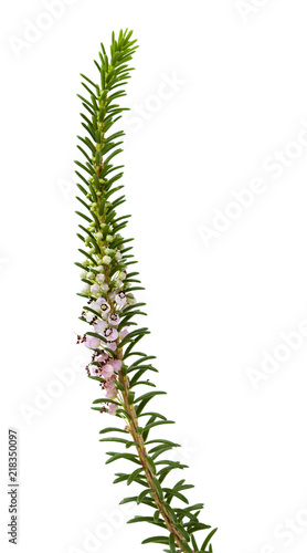 flora of Cantabria - Erica vagans