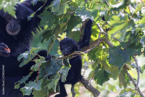 Bébé singe siamang