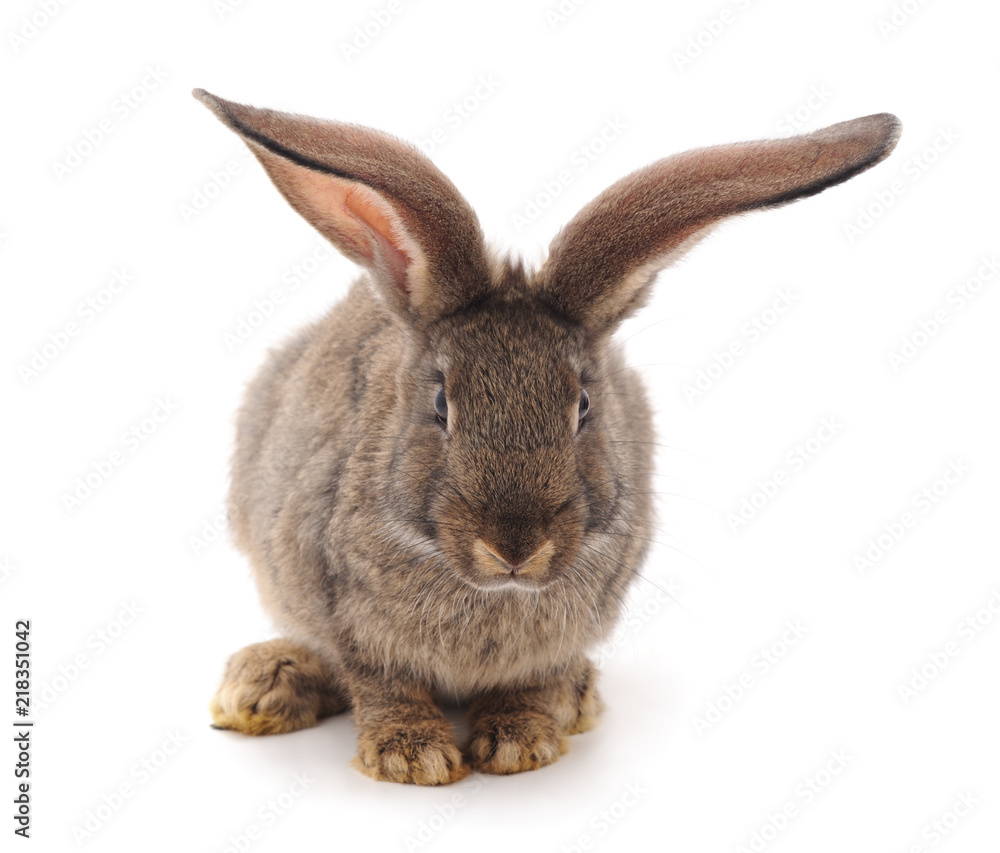 Fototapeta premium One gray rabbit.