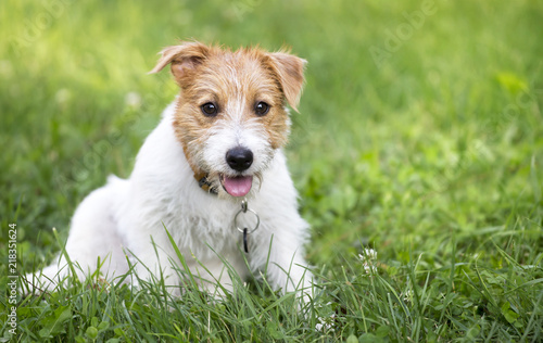 Funny happy jack russell terrier pet dog puppy panting in a hot summer