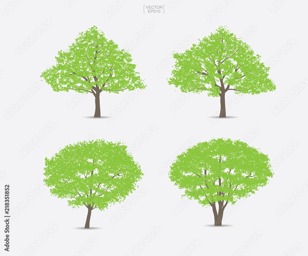 Set of green tree isolated on white background for landscape design and architectural compositions with backgrounds. Vector. Set of green tree isolated on white background for landscape design and architectural compositions with backgrounds. Vector.