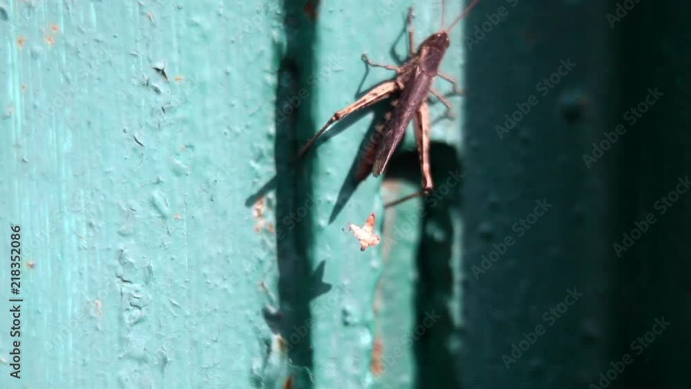 grasshopper, insect, old wall on which a grasshopper crawls grasshopper, insect, old wall on which a grasshopper crawls
