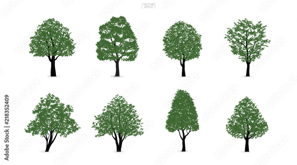 Set of green tree isolated on white background for landscape design and architectural compositions with backgrounds. Vector. Set of green tree isolated on white background for landscape design and architectural compositions with backgrounds. Vector.