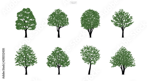 Set of green tree isolated on white background for landscape design and architectural compositions with backgrounds. Vector.