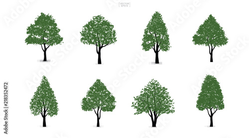 Set of green tree isolated on white background for landscape design and architectural compositions with backgrounds. Vector.