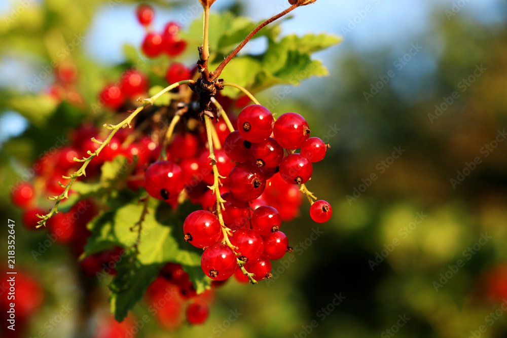 A red currants hanging on long stems with many numbers of berries. Ribes rubrum. Blur background A red currants hanging on long stems with many numbers of berries. Ribes rubrum. Blur background