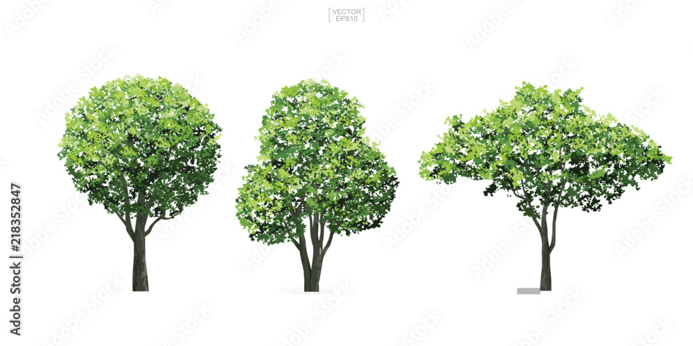 Collection of tree isolated on white background. Natural object for landscape design, architectural decoration, park and outdoor graphic. Vector.