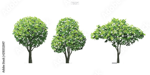 Collection of tree isolated on white background. Natural object for landscape design, architectural decoration, park and outdoor graphic. Vector. photo