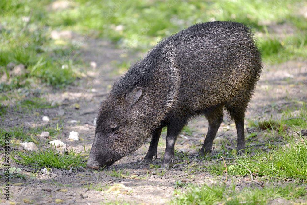 Closeup of Collared Peccary (Pecari tajacu) on grass and seen in profile Closeup of Collared Peccary (Pecari tajacu) on grass and seen in profile