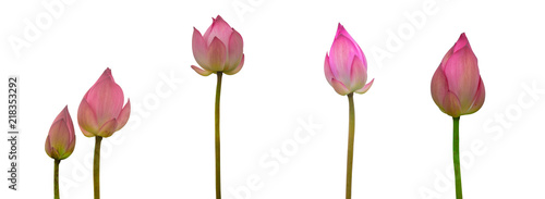 Collection of Isolated pink lotus bud on a white background , A beautiful pink lotus bud from Thailand