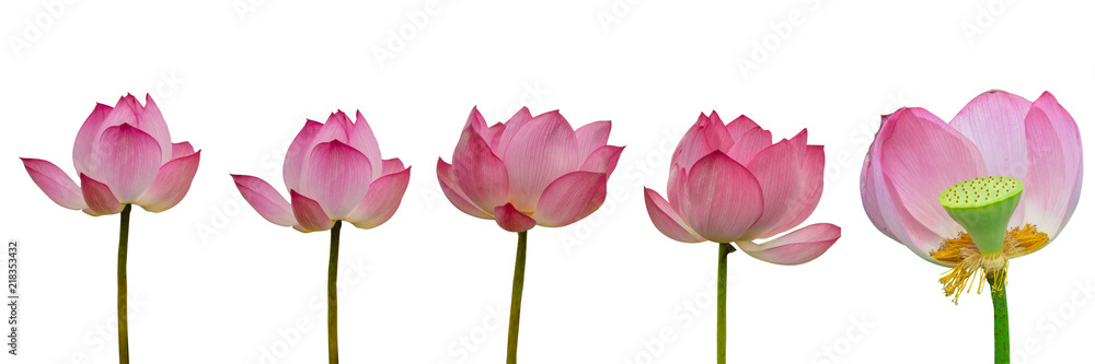 Collection of Isolated pink lotus on a white background , A beautiful pink lotus from Thailand Collection of Isolated pink lotus on a white background , A beautiful pink lotus from Thailand
