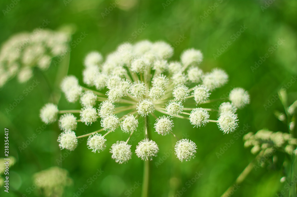 Angelica plan, umbelliferae bloom Angelica plan, umbelliferae bloom