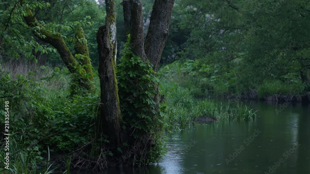 Old tree grows on the shore of the river at rainy day Old tree grows on the shore of the river at rainy day